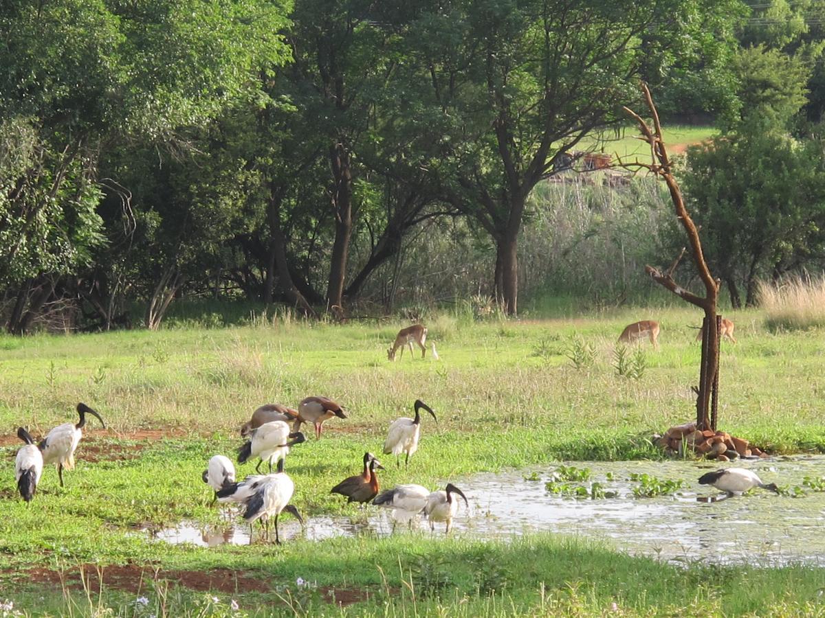 Harties Is Africa Safari Lodge Kosmos Екстериор снимка