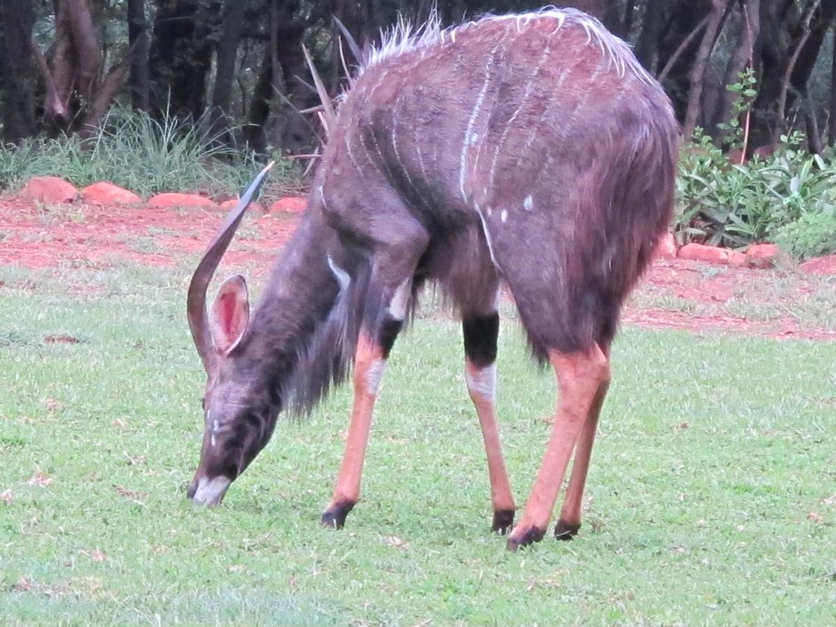 Harties Is Africa Safari Lodge Kosmos Екстериор снимка