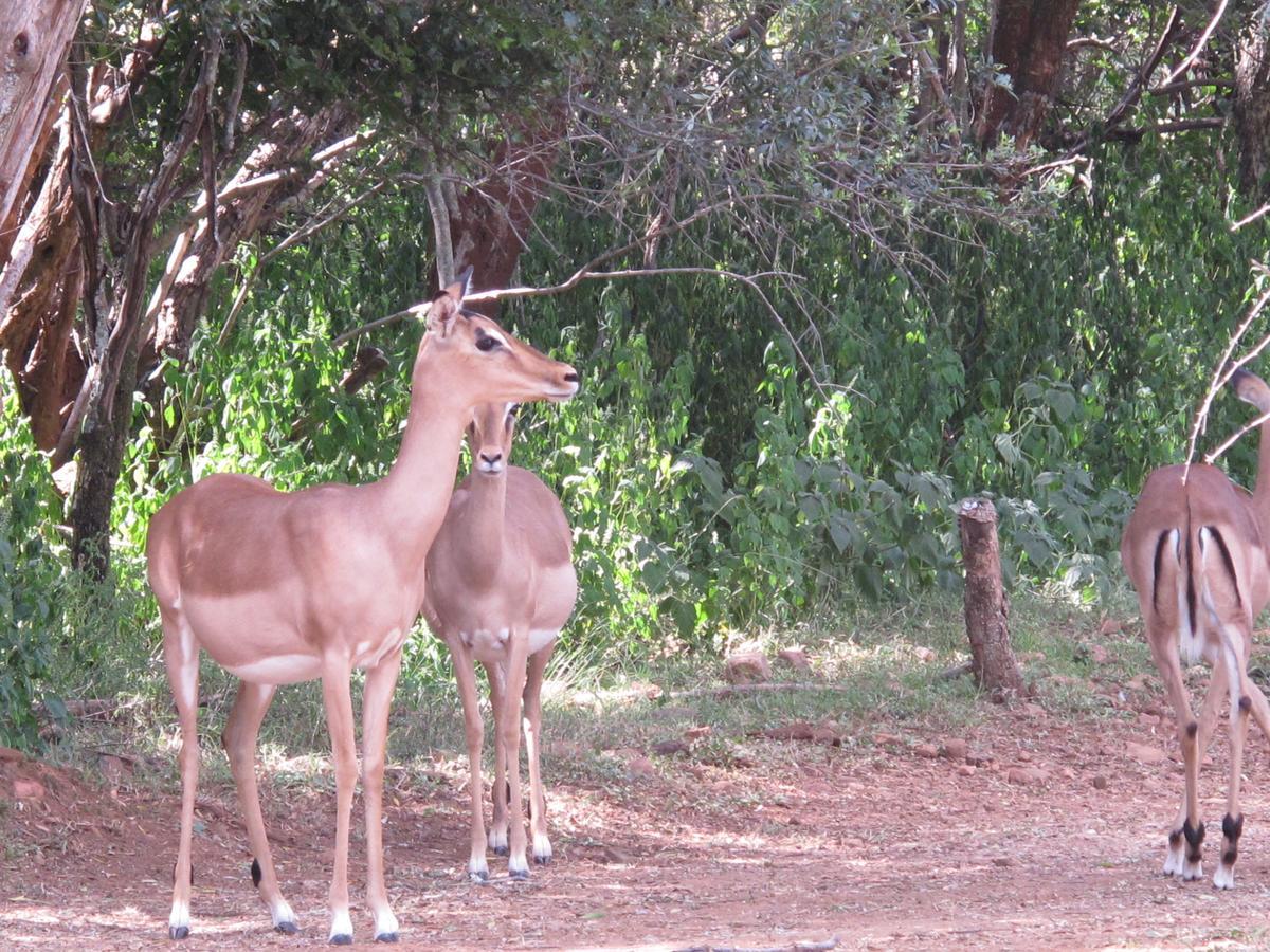 Harties Is Africa Safari Lodge Kosmos Екстериор снимка