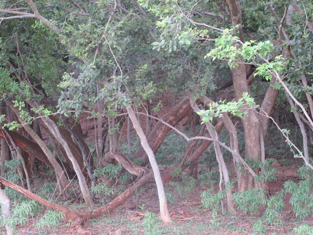 Harties Is Africa Safari Lodge Kosmos Екстериор снимка