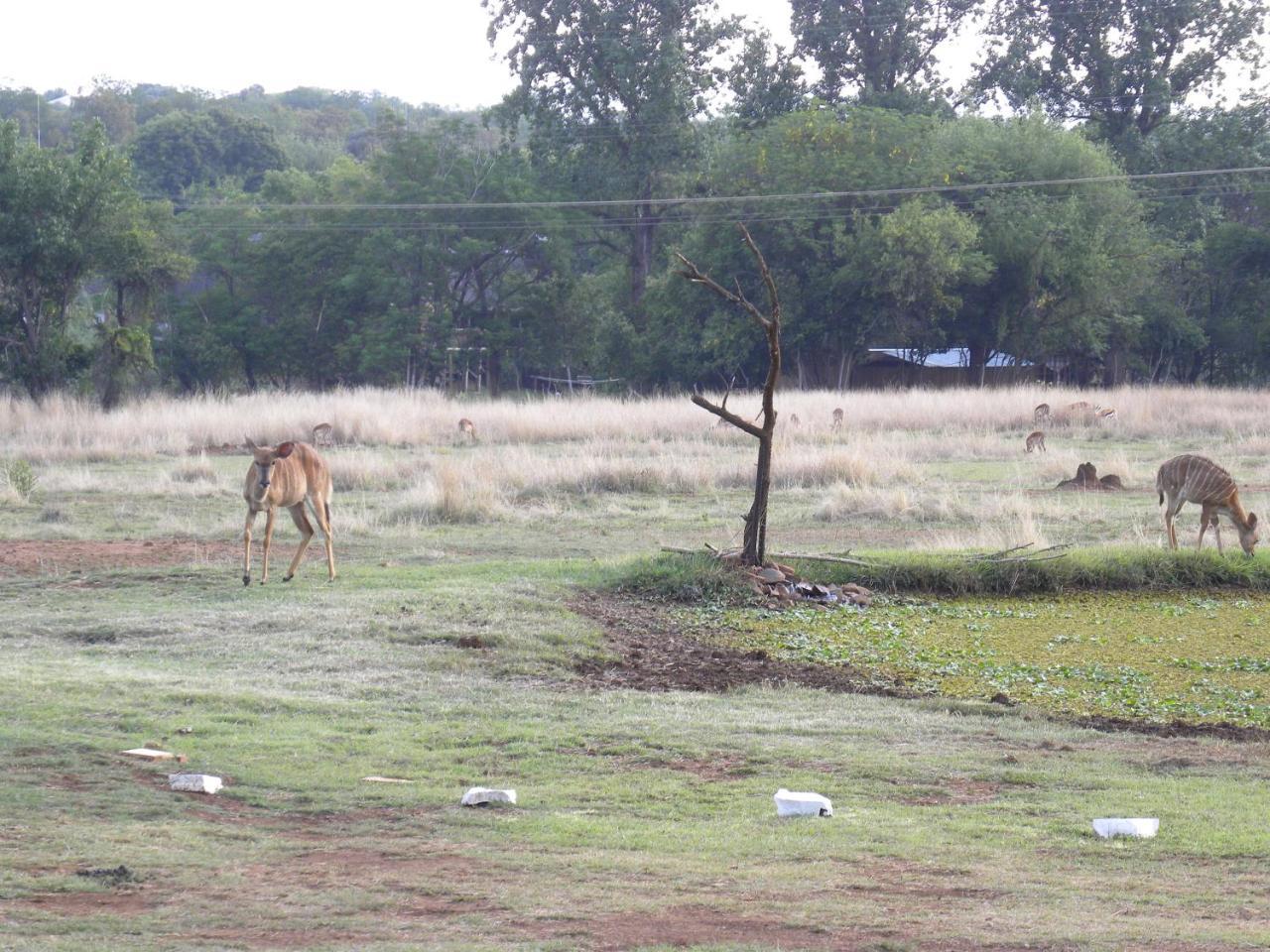 Harties Is Africa Safari Lodge Kosmos Екстериор снимка