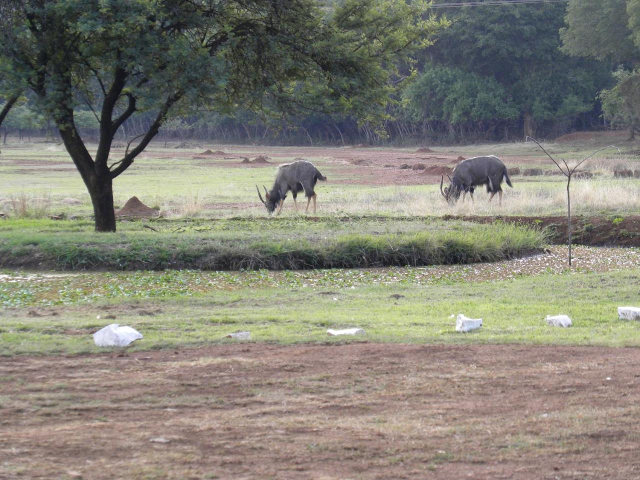 Harties Is Africa Safari Lodge Kosmos Екстериор снимка