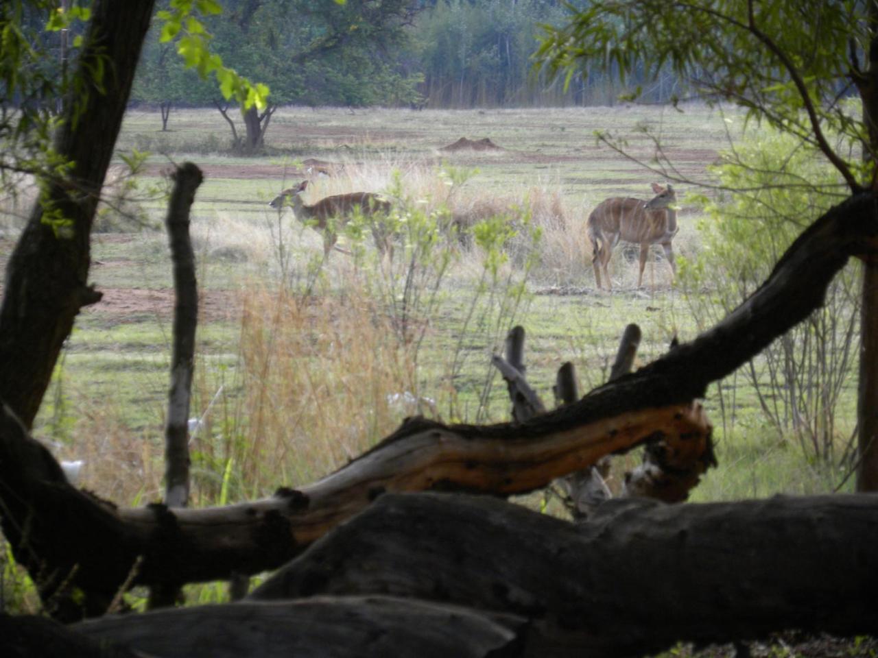 Harties Is Africa Safari Lodge Kosmos Екстериор снимка