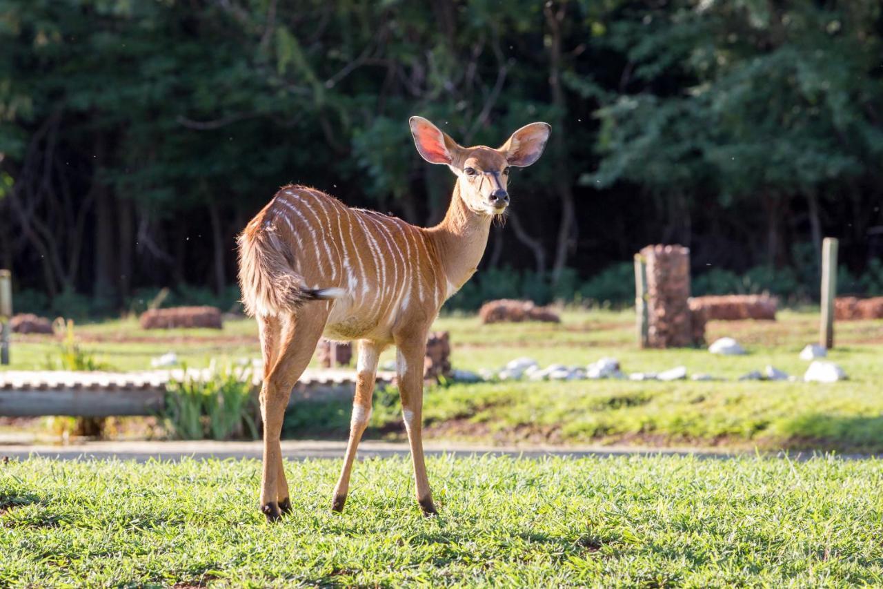 Harties Is Africa Safari Lodge Kosmos Екстериор снимка